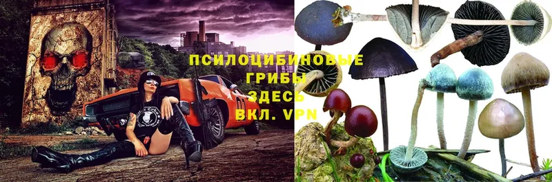 наркошоп  Краснокамск  Галлюциногенные грибы прущие грибы 